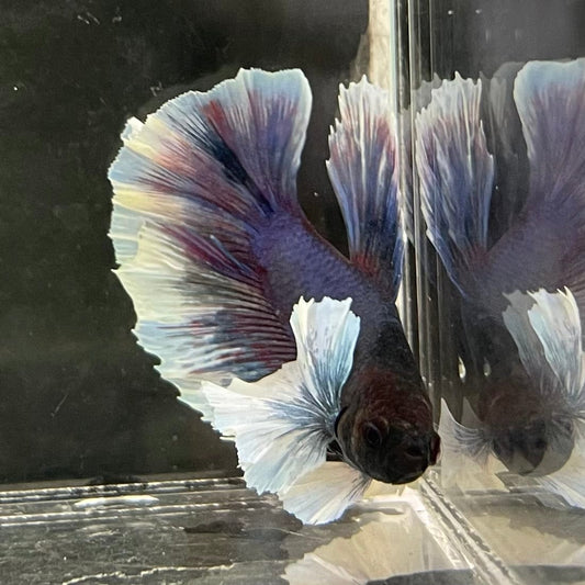 the-fish-farm Male Betta Male Betta - One Only - 6 Choose your favourite Male Betta from The Fish Farm Australia