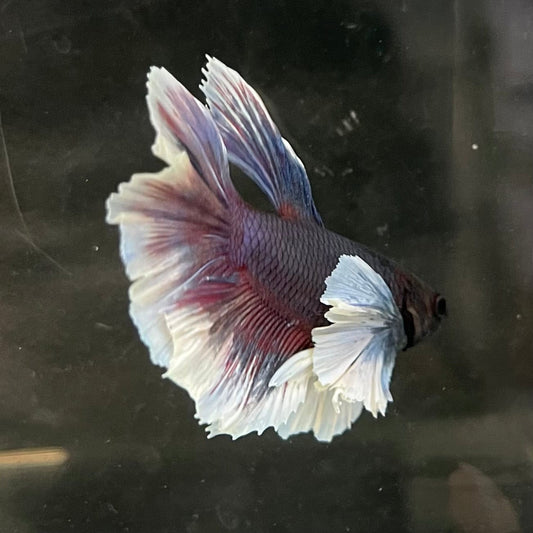 the-fish-farm Male Betta Male Betta - One Only - 6 Choose your favourite Male Betta from The Fish Farm Australia