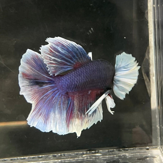 the-fish-farm Male Betta Male Betta - One Only - 6 Choose your favourite Male Betta from The Fish Farm Australia