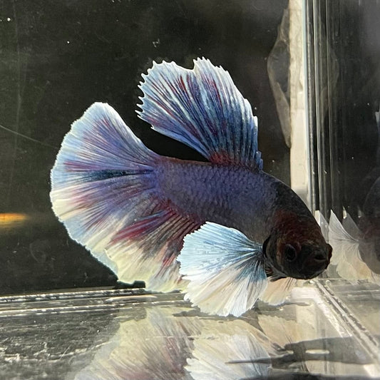 the-fish-farm Male Betta Male Betta - One Only - 6 Choose your favourite Male Betta from The Fish Farm Australia