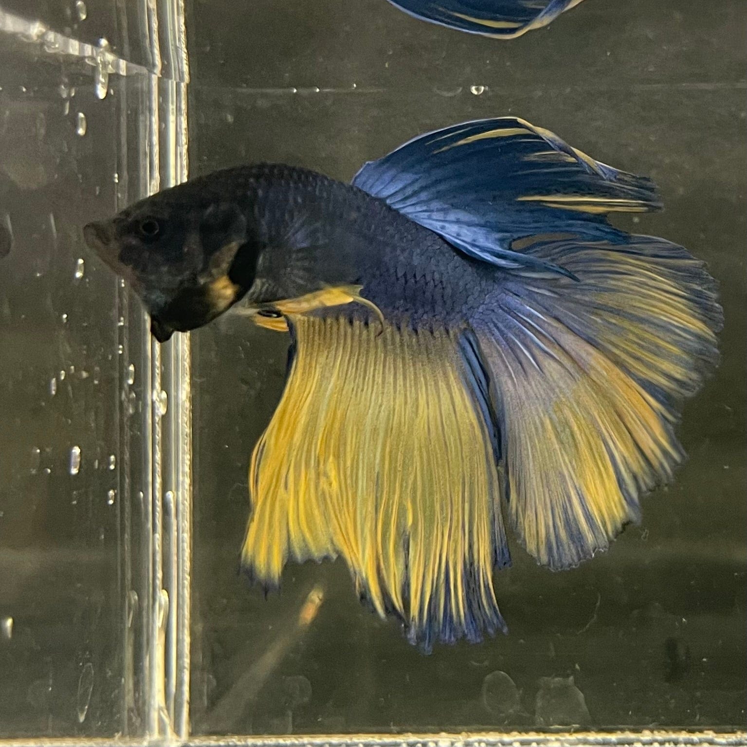 the-fish-farm Male Betta Male Betta - One Only - 6 Choose your favourite Male Betta from The Fish Farm Australia