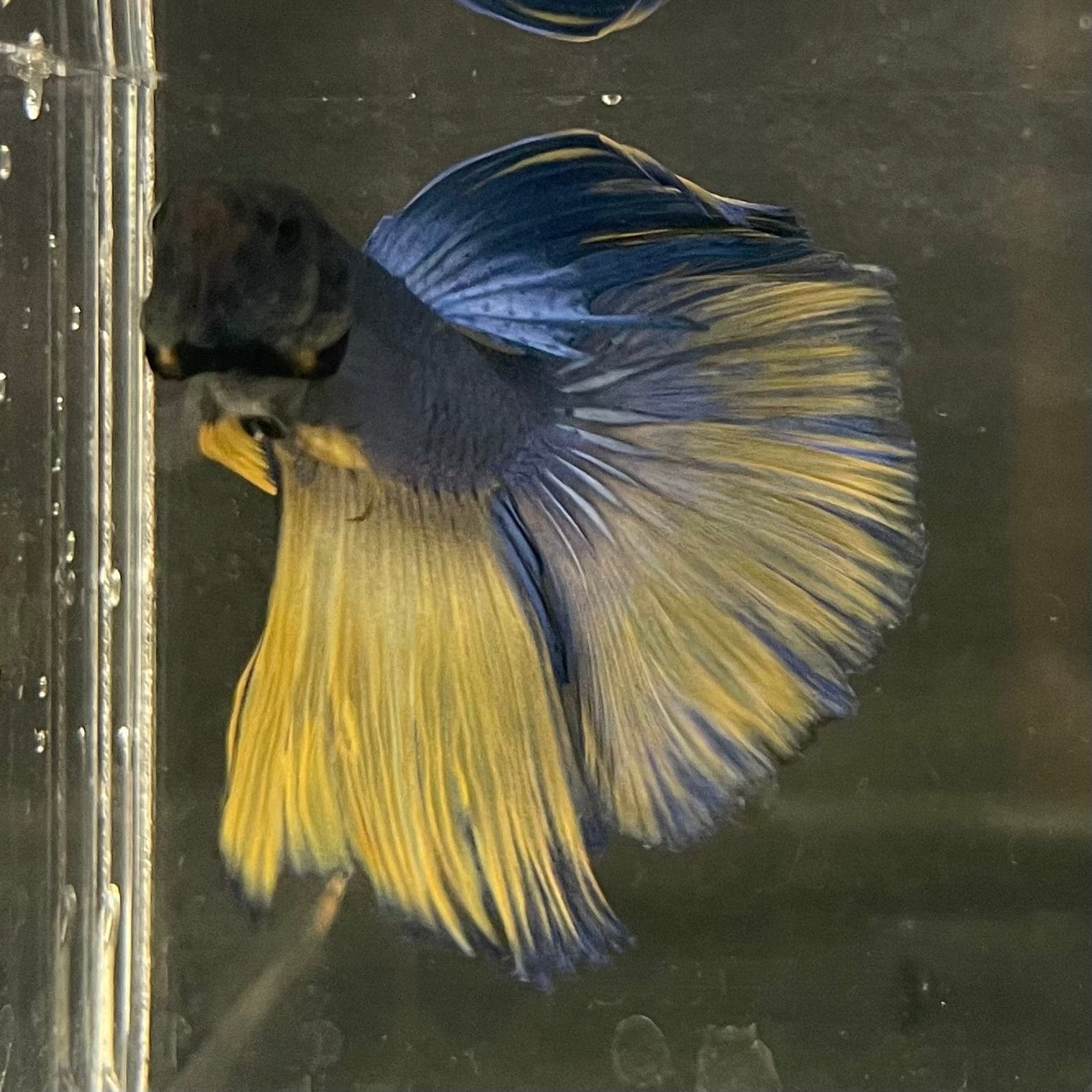 the-fish-farm Male Betta Male Betta - One Only - 6 Choose your favourite Male Betta from The Fish Farm Australia