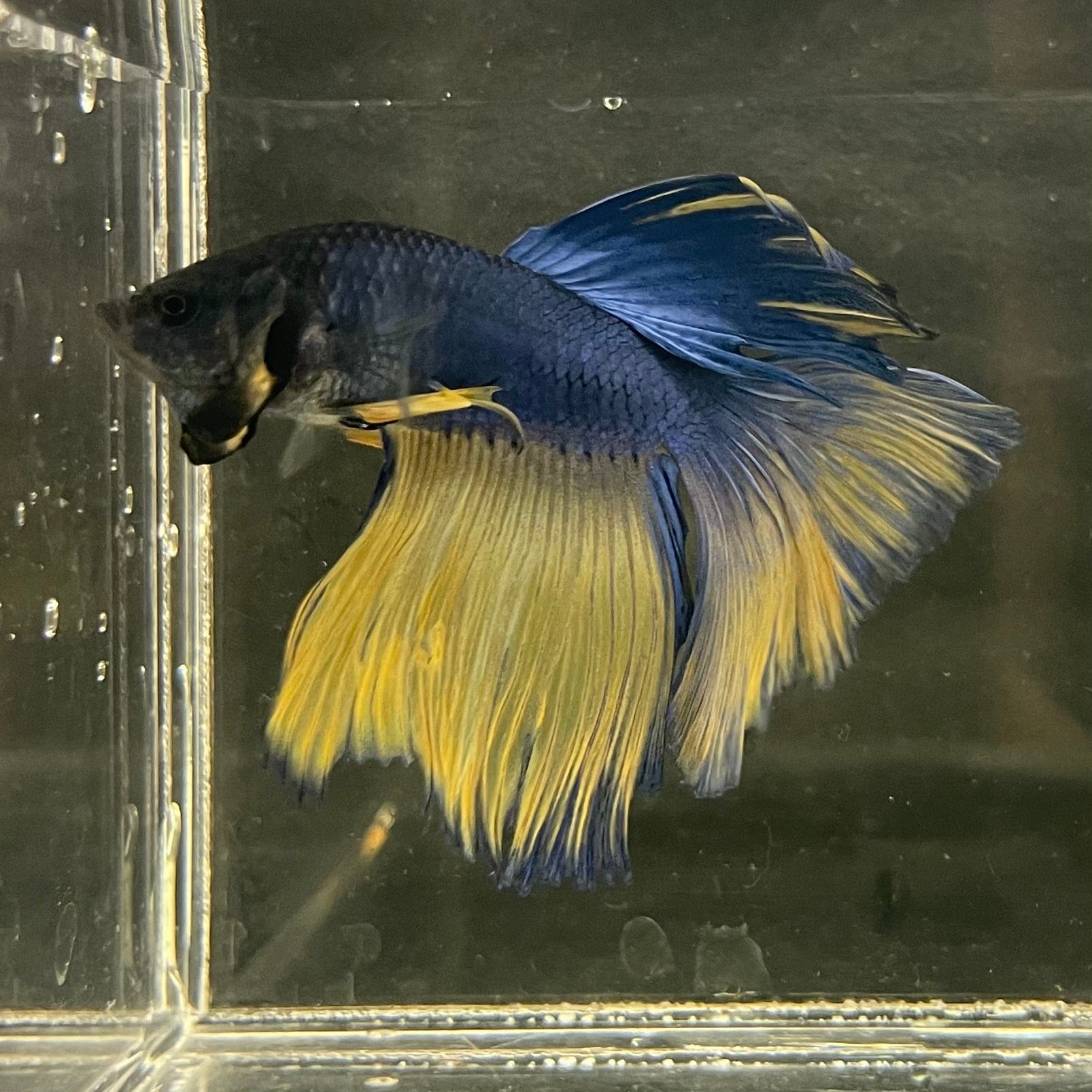 the-fish-farm Male Betta Male Betta - One Only - 6 Choose your favourite Male Betta from The Fish Farm Australia