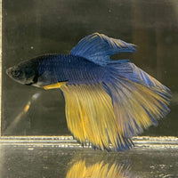 the-fish-farm Male Betta Male Betta - One Only - 6 Choose your favourite Male Betta from The Fish Farm Australia
