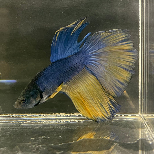 the-fish-farm Male Betta Male Betta - One Only - 6 Choose your favourite Male Betta from The Fish Farm Australia