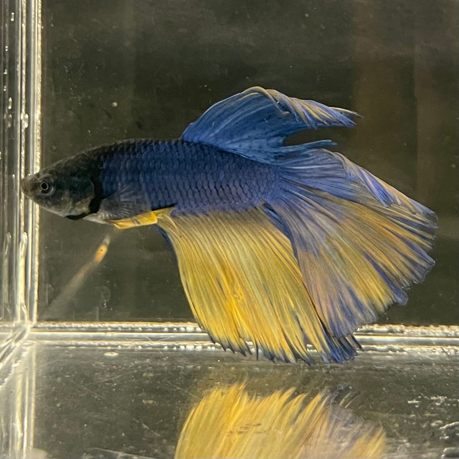 the-fish-farm Male Betta Male Betta - One Only - 6 Choose your favourite Male Betta from The Fish Farm Australia