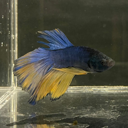 the-fish-farm Male Betta Male Betta - One Only - 6 Choose your favourite Male Betta from The Fish Farm Australia