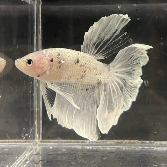 the-fish-farm Male Betta Male Betta - One Only - 6 Choose your favourite Male Betta from The Fish Farm Australia