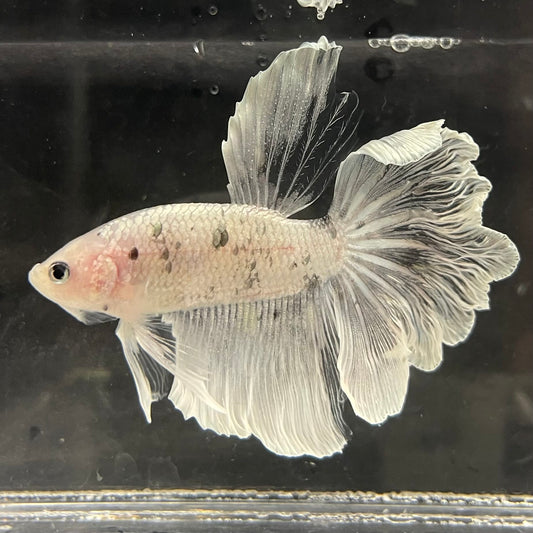 the-fish-farm Male Betta Male Betta - One Only - 6 Choose your favourite Male Betta from The Fish Farm Australia