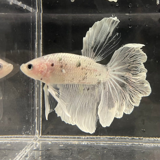 the-fish-farm Male Betta Male Betta - One Only - 6 Choose your favourite Male Betta from The Fish Farm Australia