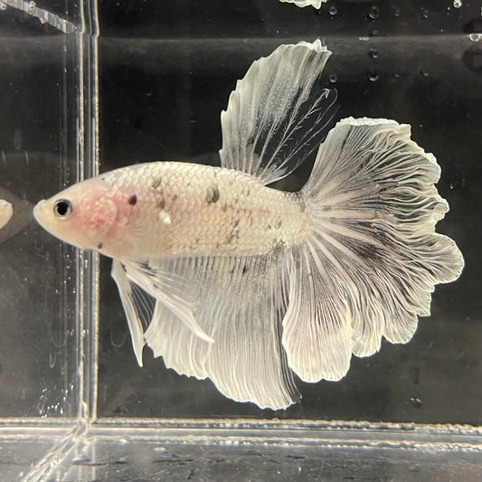 the-fish-farm Male Betta Male Betta - One Only - 6 Choose your favourite Male Betta from The Fish Farm Australia