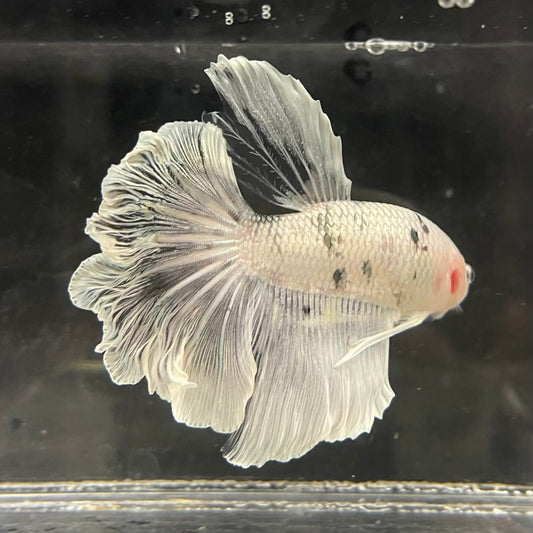 the-fish-farm Male Betta Male Betta - One Only - 6 Choose your favourite Male Betta from The Fish Farm Australia