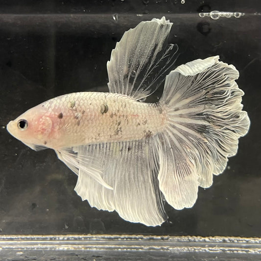 the-fish-farm Male Betta Male Betta - One Only - 6 Choose your favourite Male Betta from The Fish Farm Australia