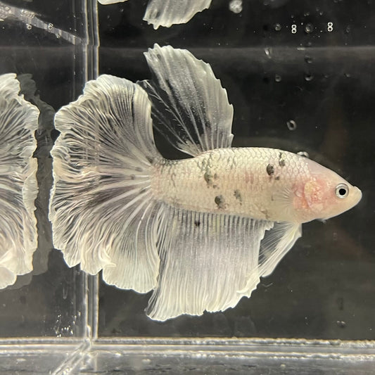 the-fish-farm Male Betta Male Betta - One Only - 6 Choose your favourite Male Betta from The Fish Farm Australia