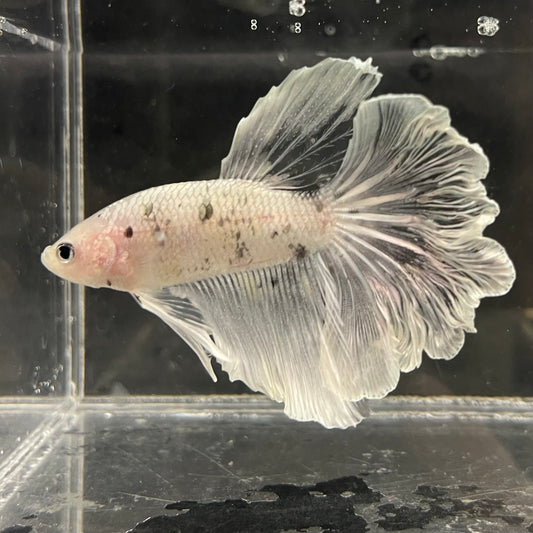 the-fish-farm Male Betta Male Betta - One Only - 6 Choose your favourite Male Betta from The Fish Farm Australia