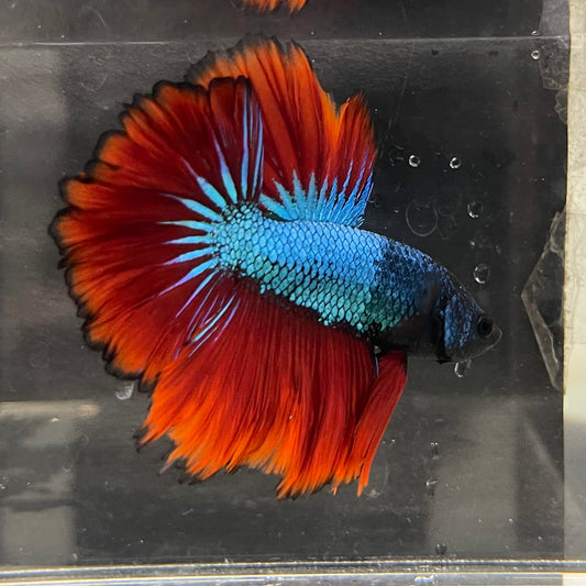 the-fish-farm Male Betta Male Betta - One Only - 6 Choose your favourite Male Betta from The Fish Farm Australia