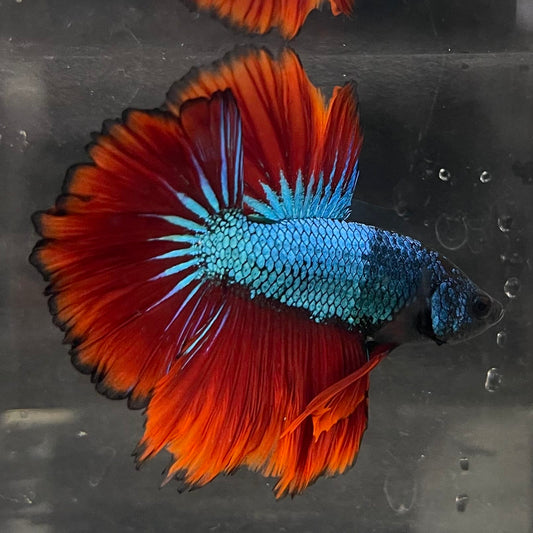 the-fish-farm Male Betta Male Betta - One Only - 6 Choose your favourite Male Betta from The Fish Farm Australia