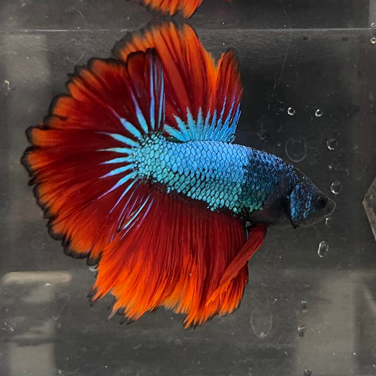 the-fish-farm Male Betta Male Betta - One Only - 6 Choose your favourite Male Betta from The Fish Farm Australia