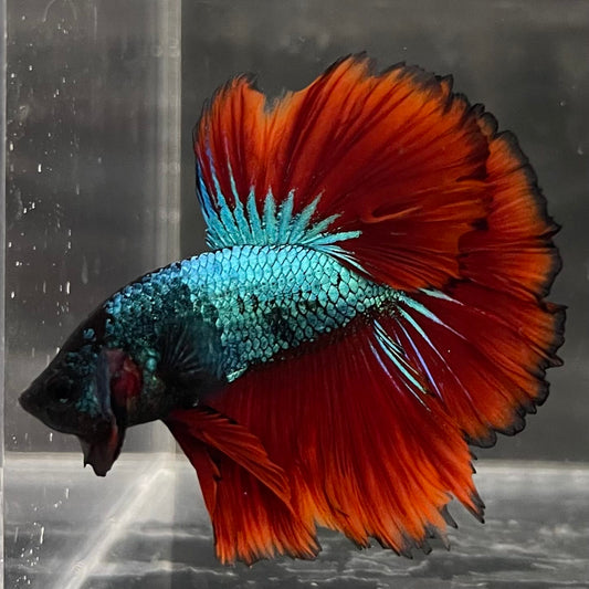 the-fish-farm Male Betta Male Betta - One Only - 6 Choose your favourite Male Betta from The Fish Farm Australia