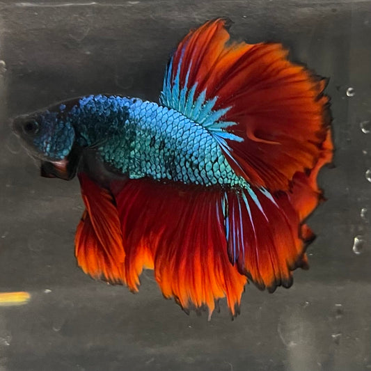 the-fish-farm Male Betta Male Betta - One Only - 6 Choose your favourite Male Betta from The Fish Farm Australia