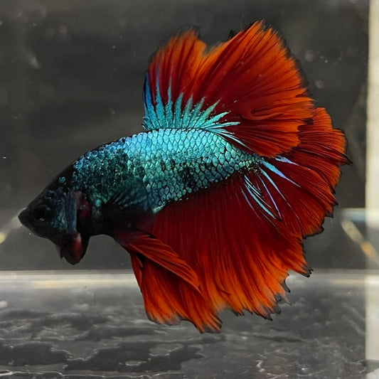the-fish-farm Male Betta Male Betta - One Only - 6 Choose your favourite Male Betta from The Fish Farm Australia