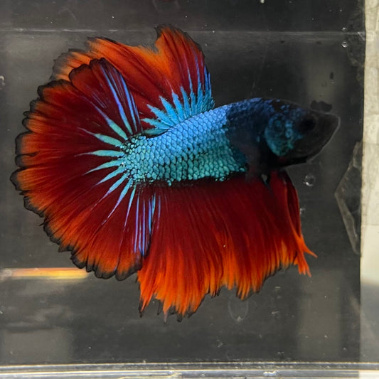 the-fish-farm Male Betta Male Betta - One Only - 6 Choose your favourite Male Betta from The Fish Farm Australia
