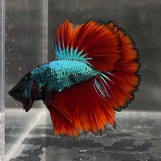the-fish-farm Male Betta Male Betta - One Only - 6 Choose your favourite Male Betta from The Fish Farm Australia