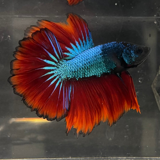 the-fish-farm Male Betta Male Betta - One Only - 6 Choose your favourite Male Betta from The Fish Farm Australia