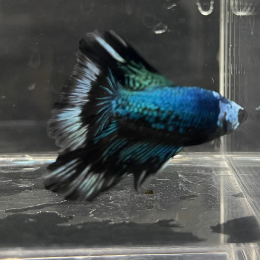 the-fish-farm Male Betta Male Betta - One Only - 6 Choose your favourite Male Betta from The Fish Farm Australia