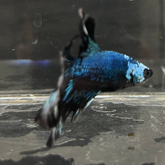 the-fish-farm Male Betta Male Betta - One Only - 6 Choose your favourite Male Betta from The Fish Farm Australia