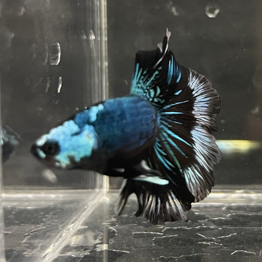 the-fish-farm Male Betta Male Betta - One Only - 6 Choose your favourite Male Betta from The Fish Farm Australia