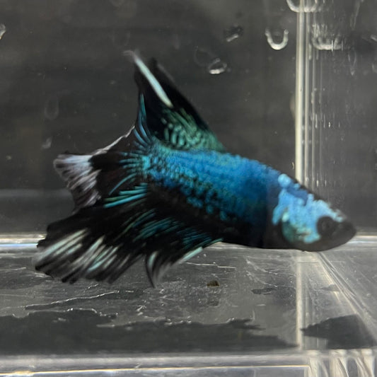 the-fish-farm Male Betta Male Betta - One Only - 6 Choose your favourite Male Betta from The Fish Farm Australia