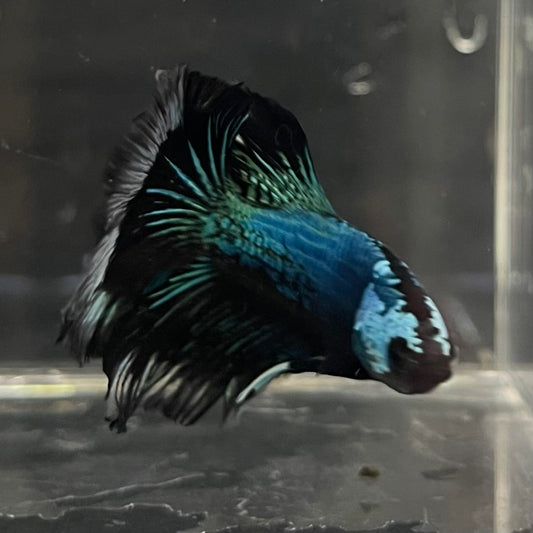 the-fish-farm Male Betta Male Betta - One Only - 6 Choose your favourite Male Betta from The Fish Farm Australia