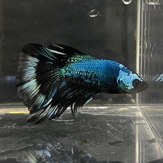 the-fish-farm Male Betta Male Betta - One Only - 6 Choose your favourite Male Betta from The Fish Farm Australia