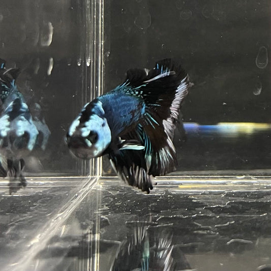 the-fish-farm Male Betta Male Betta - One Only - 6 Choose your favourite Male Betta from The Fish Farm Australia