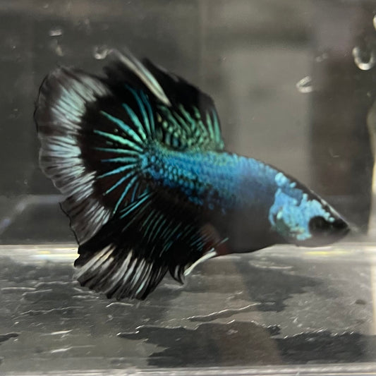 the-fish-farm Male Betta Male Betta - One Only - 6 Choose your favourite Male Betta from The Fish Farm Australia
