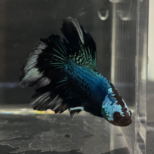the-fish-farm Male Betta Male Betta - One Only - 6 Choose your favourite Male Betta from The Fish Farm Australia