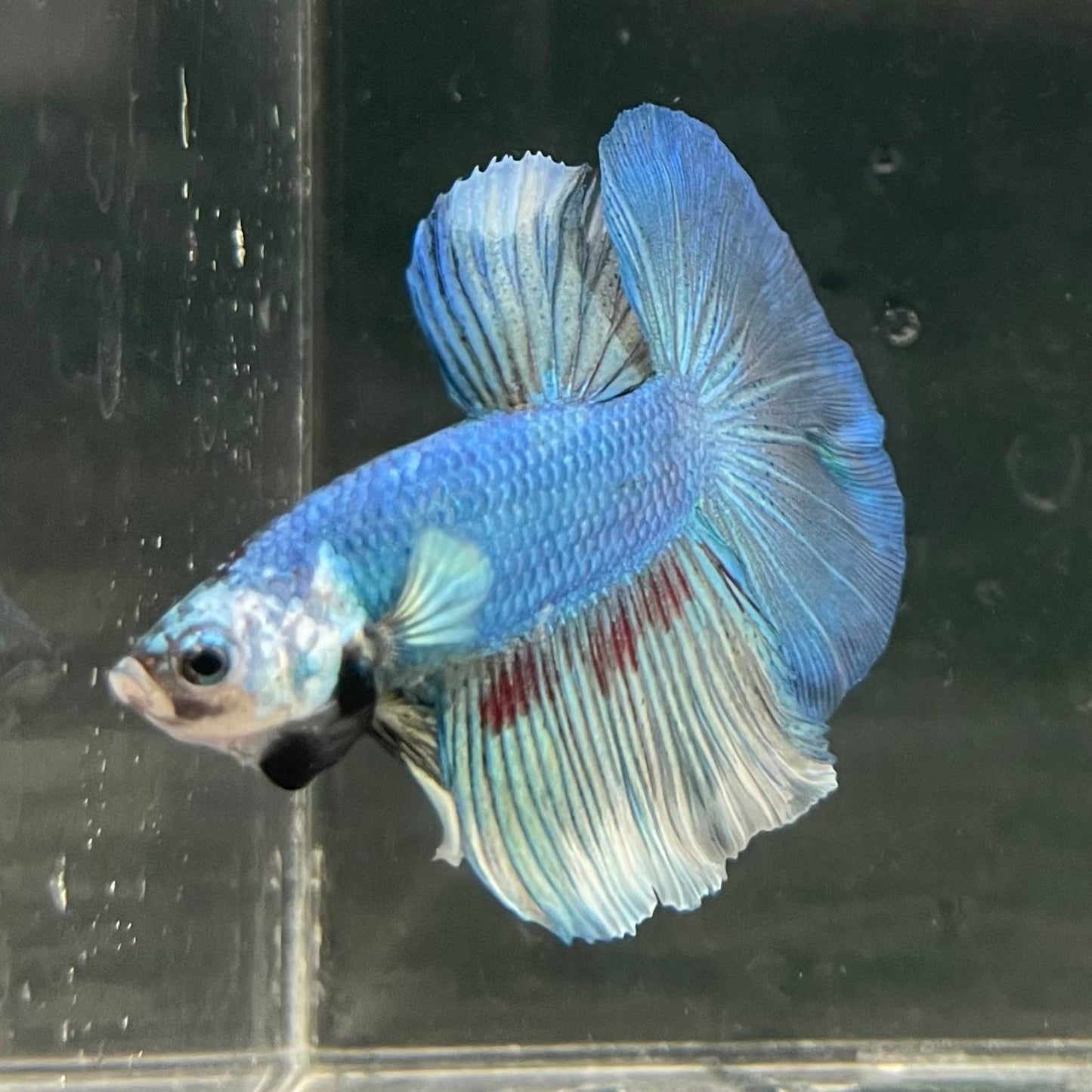 the-fish-farm Male Betta Male Betta - One Only - 6 Choose your favourite Male Betta from The Fish Farm Australia
