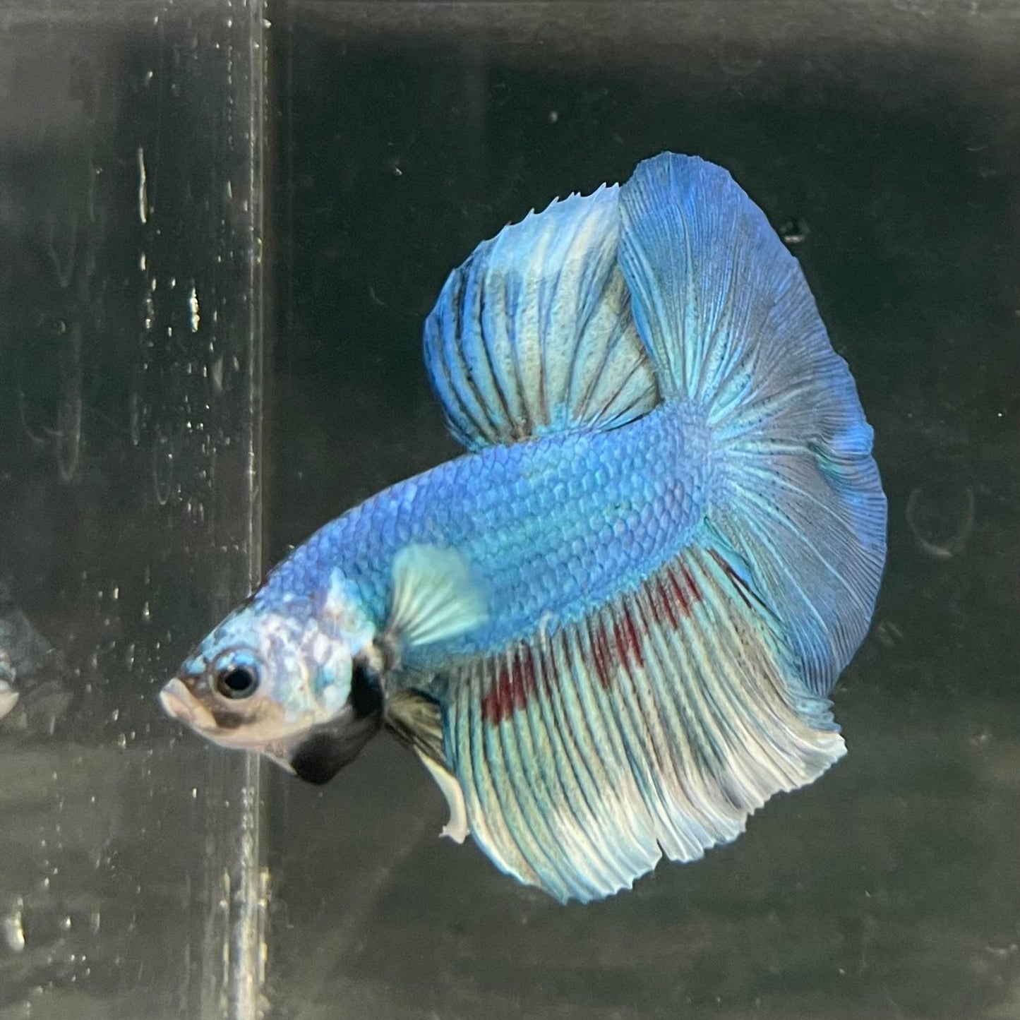 the-fish-farm Male Betta Male Betta - One Only - 6 Choose your favourite Male Betta from The Fish Farm Australia