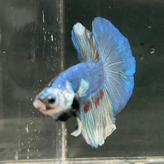 the-fish-farm Male Betta Male Betta - One Only - 6 Choose your favourite Male Betta from The Fish Farm Australia