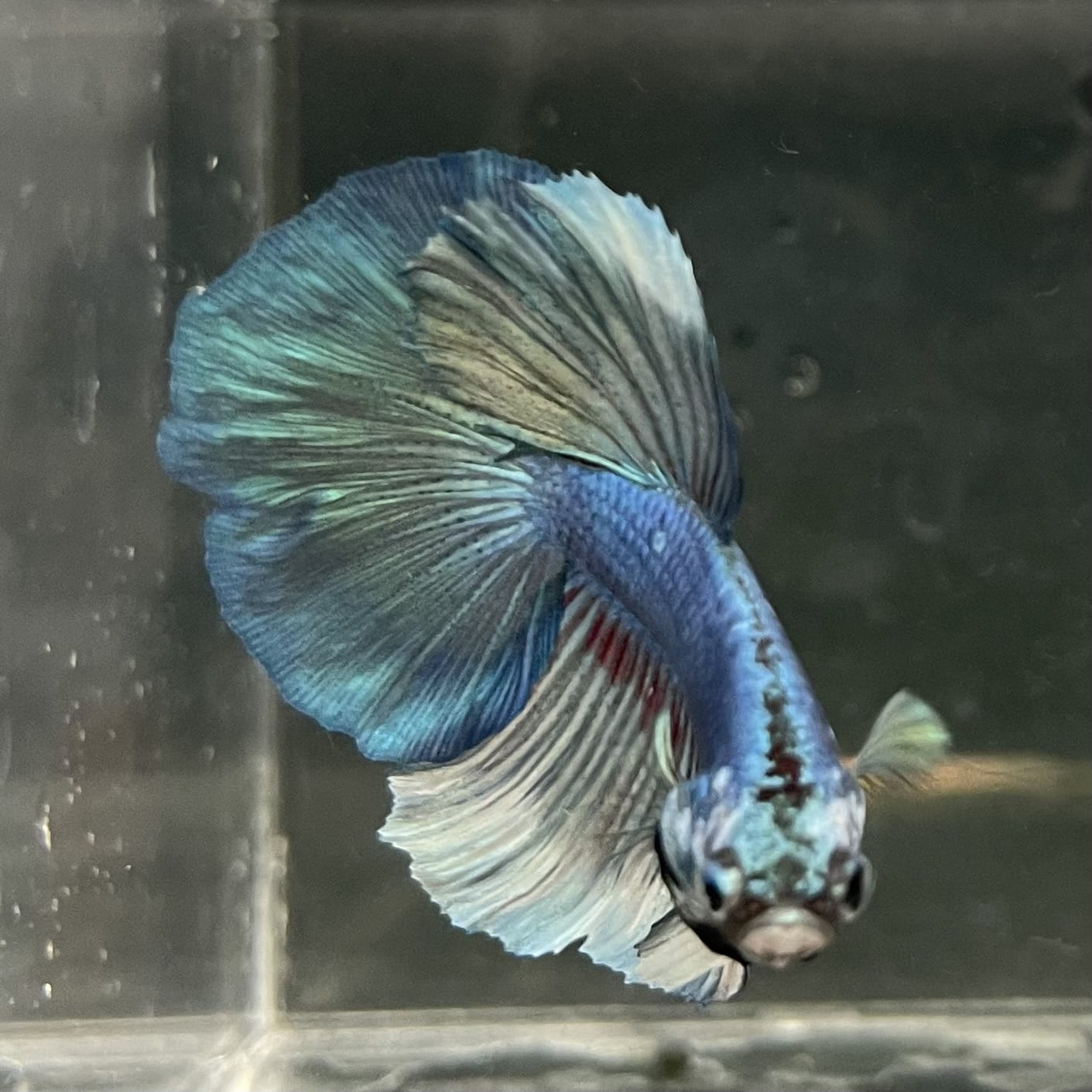 the-fish-farm Male Betta Male Betta - One Only - 6 Choose your favourite Male Betta from The Fish Farm Australia