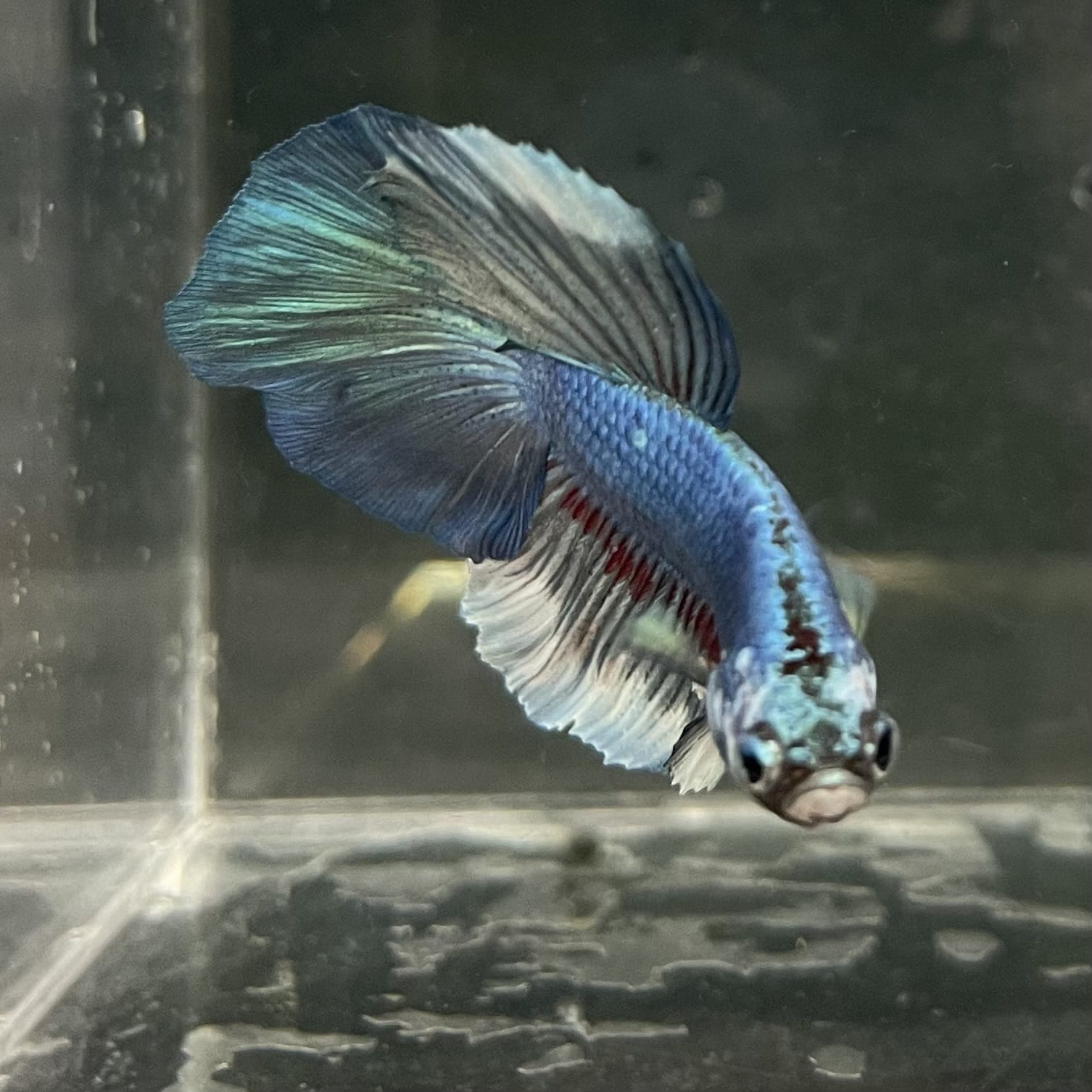 the-fish-farm Male Betta Male Betta - One Only - 6 Choose your favourite Male Betta from The Fish Farm Australia