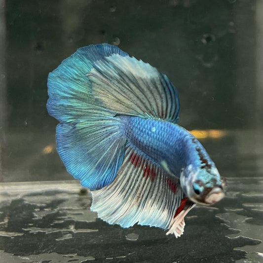 the-fish-farm Male Betta Male Betta - One Only - 6 Choose your favourite Male Betta from The Fish Farm Australia