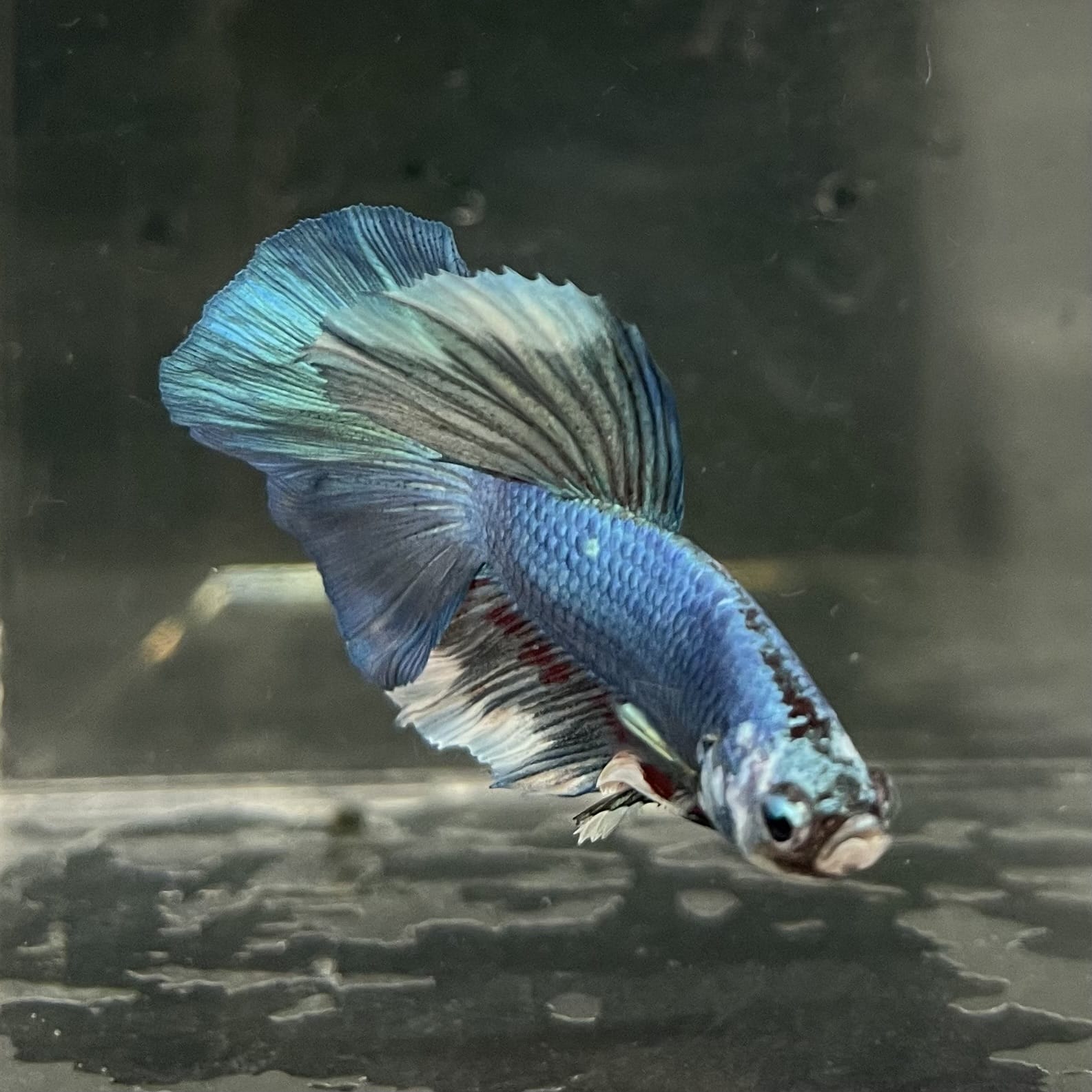 the-fish-farm Male Betta Male Betta - One Only - 6 Choose your favourite Male Betta from The Fish Farm Australia