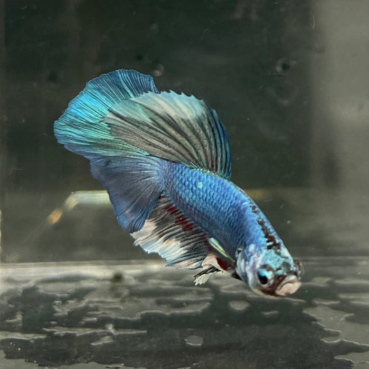 the-fish-farm Male Betta Male Betta - One Only - 6 Choose your favourite Male Betta from The Fish Farm Australia