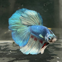 the-fish-farm Male Betta Male Betta - One Only - 6 Choose your favourite Male Betta from The Fish Farm Australia