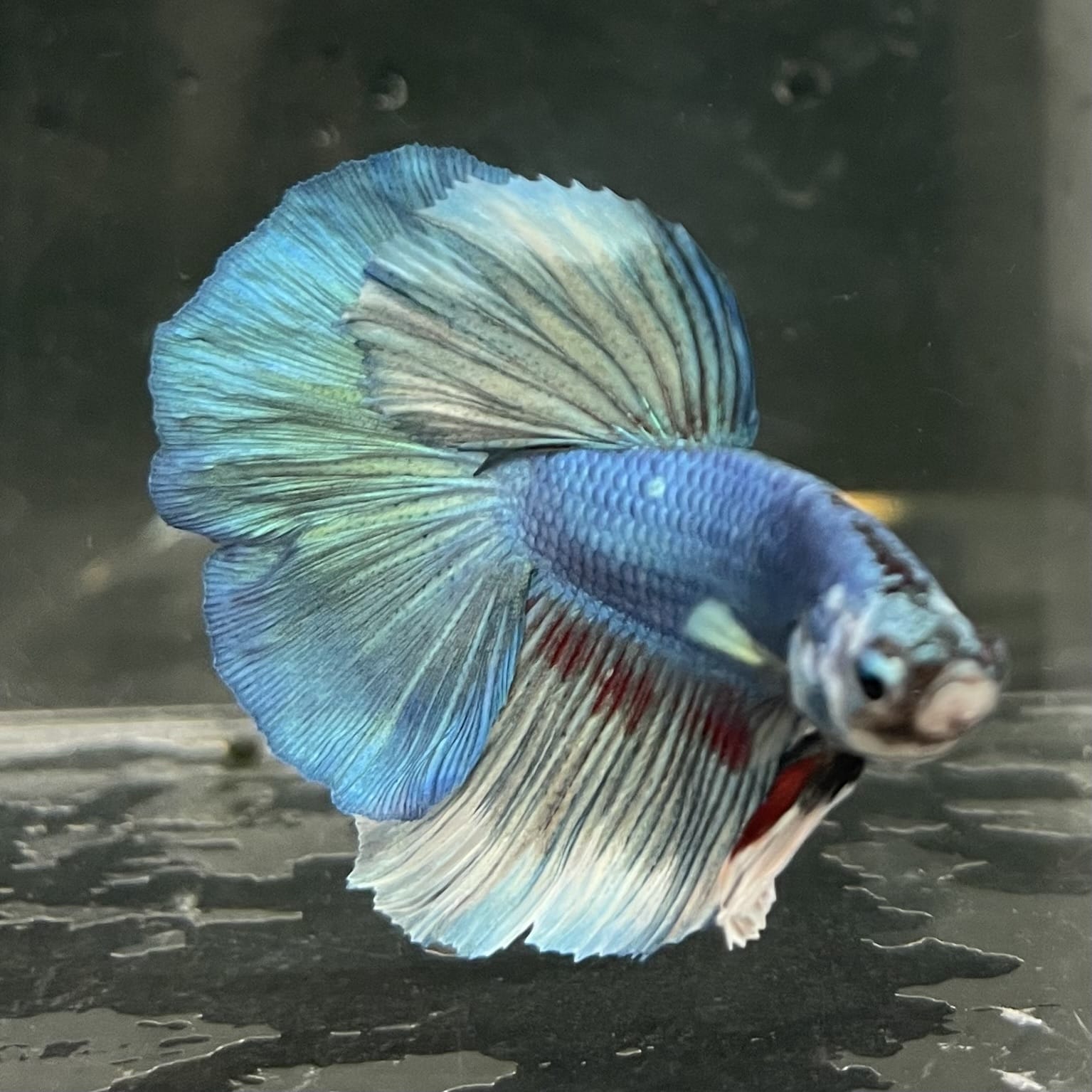the-fish-farm Male Betta Male Betta - One Only - 6 Choose your favourite Male Betta from The Fish Farm Australia