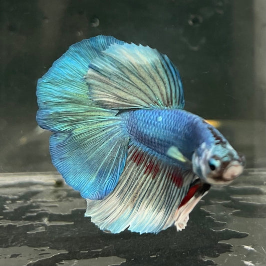 the-fish-farm Male Betta Male Betta - One Only - 6 Choose your favourite Male Betta from The Fish Farm Australia