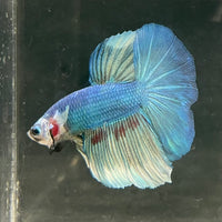 the-fish-farm Male Betta Male Betta - One Only - 6 Choose your favourite Male Betta from The Fish Farm Australia