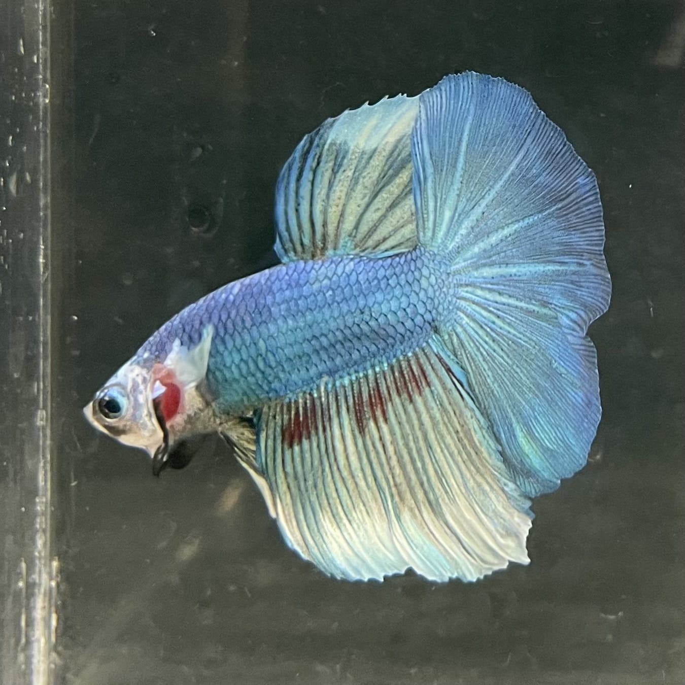 the-fish-farm Male Betta Male Betta - One Only - 6 Choose your favourite Male Betta from The Fish Farm Australia